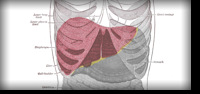 Hepatites